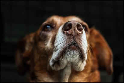 Elder dog looking up
